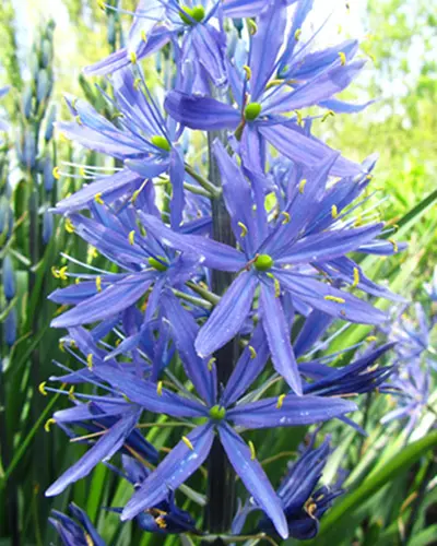 Camassia leichtlinii caerulea-1.webp