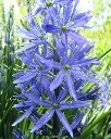Camassia leichtlinii caerulea-1.webp