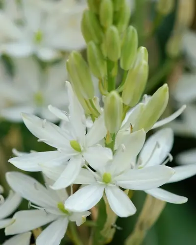 Camassia leichtlinii Alba-2.webp