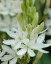 Camassia leichtlinii Alba-2.webp