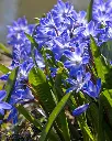 Chionodoxa luciliae-2.webp