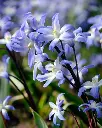 Chionodoxa luciliae-1.webp