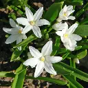 Chionodoxa luciliae alba-1.webp