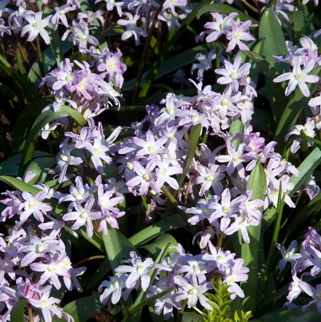 Chionodoxa Pink Giant-AdobeStock_238816204.webp