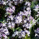 Chionodoxa Pink Giant-AdobeStock_238816204.webp