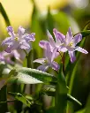 Chionodoxa Pink Giant-1.webp