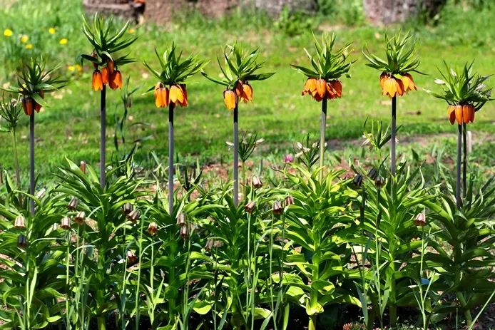 fritillaria-AdobeStock_295107558.webp