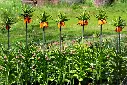 fritillaria-AdobeStock_295107558.webp