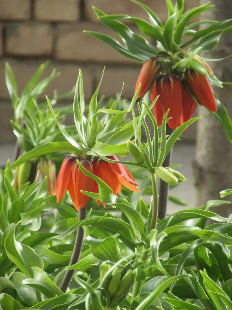 unsplash_fdEm7yJ8UCk_fritillaria.webp