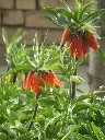 unsplash_fdEm7yJ8UCk_fritillaria.webp