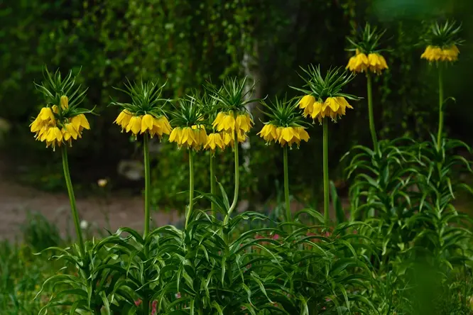 Fritillaria imperialis Lutea-AdobeStock_437607485.webp
