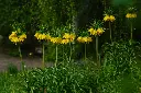 Fritillaria imperialis Lutea-AdobeStock_437607485.webp