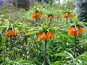 Fritillaria imperialis Sunset-AdobeStock_781259947.webp