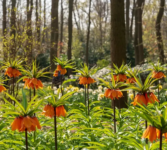 Fritillaria imperialis Rubra-AdobeStock_265553438.webp