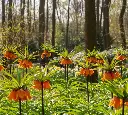 Fritillaria imperialis Rubra-AdobeStock_265553438.webp