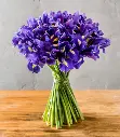 Iris hollandica Blue-AdobeStock_193924079.webp