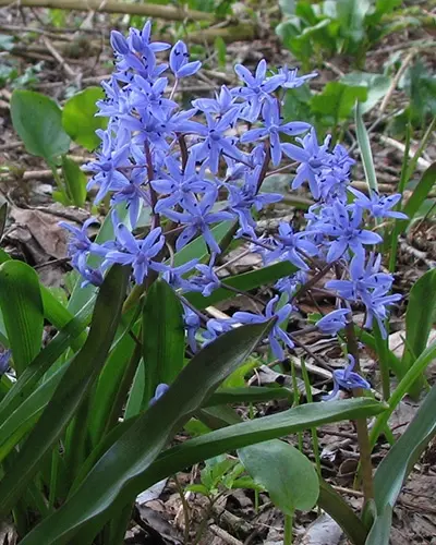 Scilla litardierei.webp