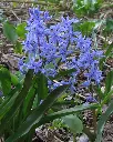 Scilla litardierei.webp