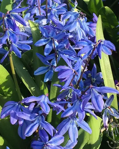 Scilla litardierei -2.webp