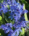 Scilla litardierei -2.webp