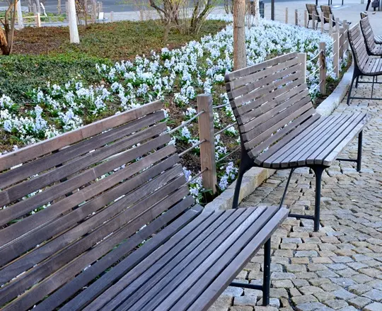 Scilla siberica Alba-AdobeStock_424455290.webp