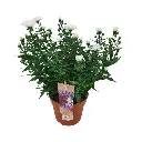 Aster showmaker Snow White-2.webp