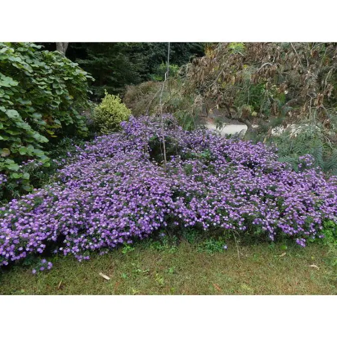 aster-ezo.webp