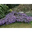 aster-ezo.webp
