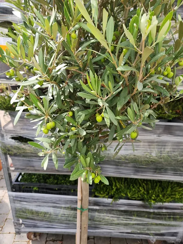 Olea europea Demi Tige-20250821_162154.webp