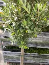 Olea europea Demi Tige-20250821_162154.webp