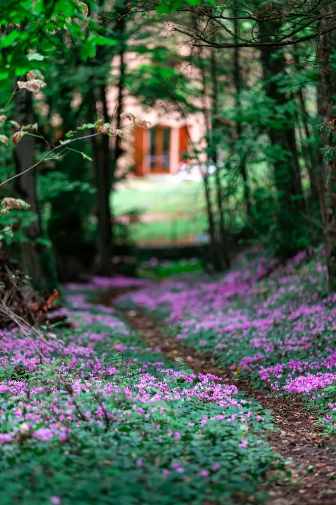 unsplash_RUkzmP37qcg_Cyclamen.webp