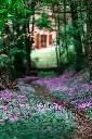 unsplash_RUkzmP37qcg_Cyclamen.webp