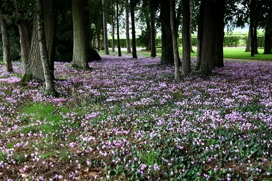Cyclamen hederifolium ou neapolitanum-AdobeStock_71739247.webp