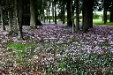Cyclamen hederifolium ou neapolitanum-AdobeStock_71739247.webp