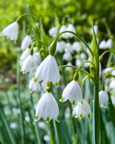 LEUCOJUM_AESTIVUM_10_12.webp
