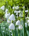 LEUCOJUM_AESTIVUM_10_12.webp