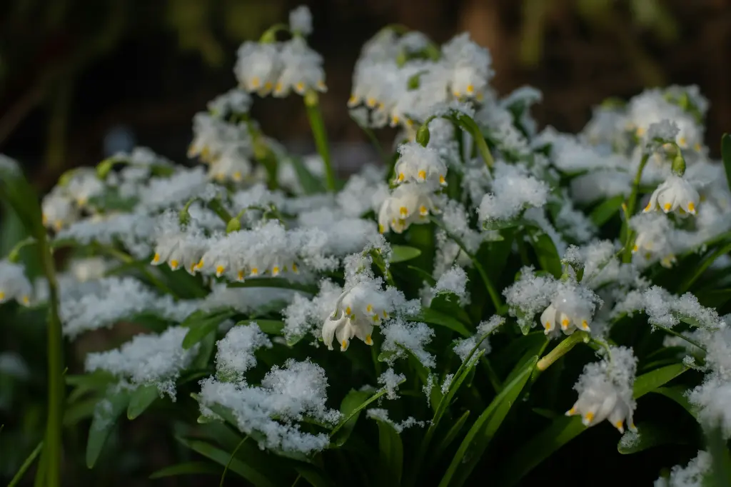 unsplash_AbuIPWIzdf0_leucojum.webp