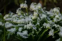unsplash_AbuIPWIzdf0_leucojum.webp