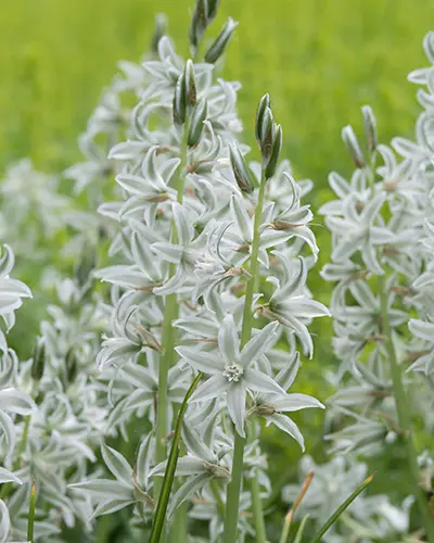 ORNITHOGALUM_NUTANS_6_.webp
