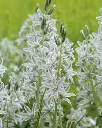 ORNITHOGALUM_NUTANS_6_.webp
