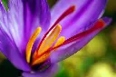 unsplash_asKHlzqo4t0_safran.webp