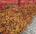 Stephanandra incisa Crispa-AdobeStock_1070164840.webp