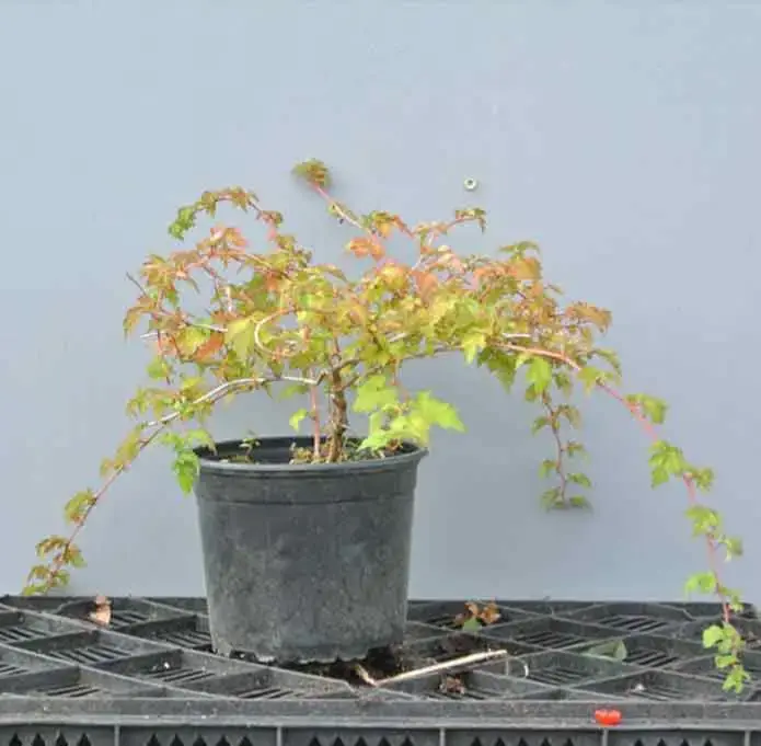 Stephanandra incisa Crispa-1.webp