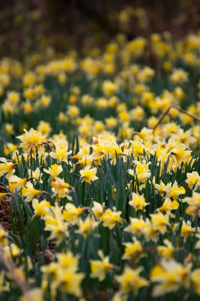 unsplash_69A2KgDAM0Y_jonquille.webp