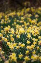 unsplash_69A2KgDAM0Y_jonquille.webp