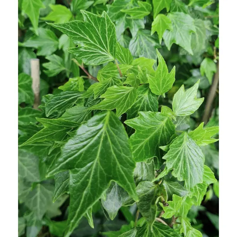 hedera-helix-green-ripple-.webp