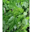 hedera-helix-green-ripple-.webp