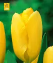 candela.webp