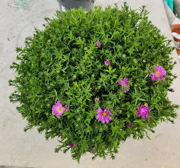 aster-dusmosus-20250829_164443.webp