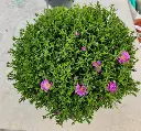 aster-dusmosus-20250829_164443.webp